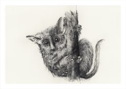 Bushbaby