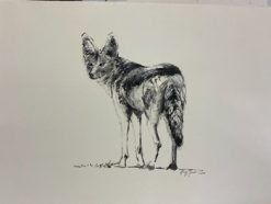 Jackal