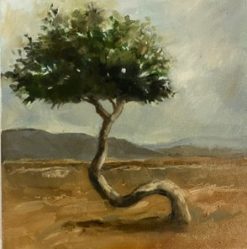 Kalahari trees