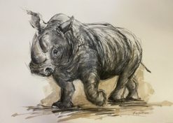 Rescued Rhino